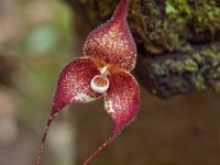 El Pahuma Orchid Reserve